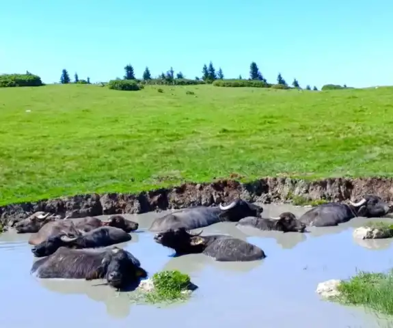 Doğu Karadeniz'de Manda Yetiştiriciliğine 20 Milyon TL Destek