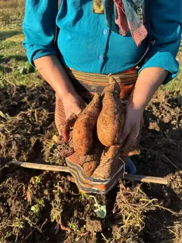 Giresun'da Tatlı Patates Yetiştiriciliği Artıyor